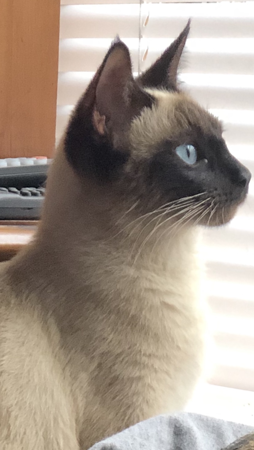 Image of Saylor, Lost Cat