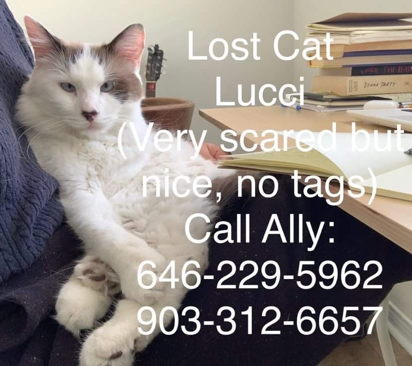 Image of Lucci, Lost Cat