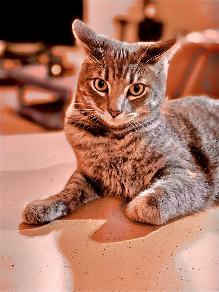Image of Shippo, Lost Cat