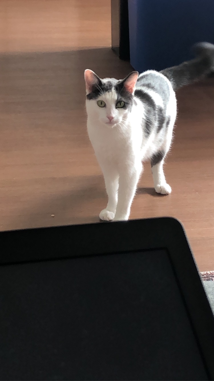 Image of Genny, Lost Cat