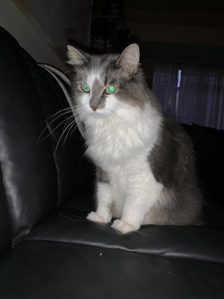 Image of Oshie, Lost Cat