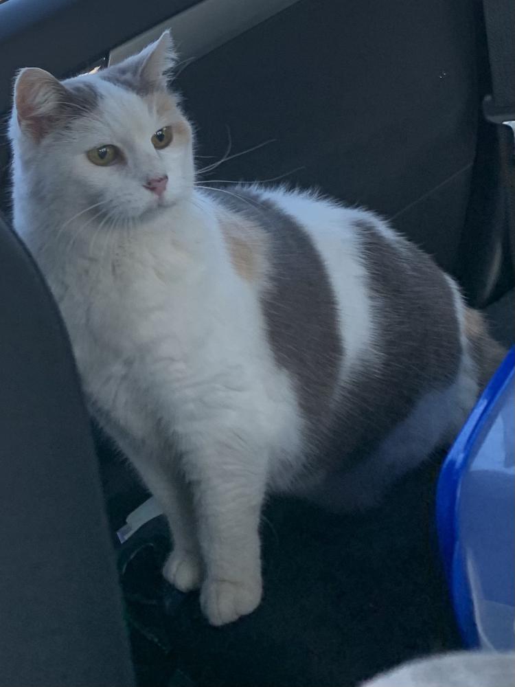 Image of Ceecee, Lost Cat
