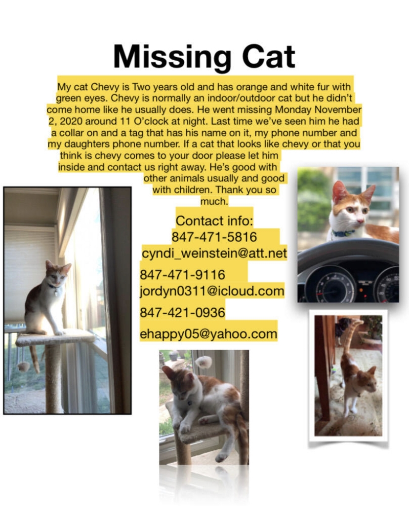 Image of Chevy, Lost Cat
