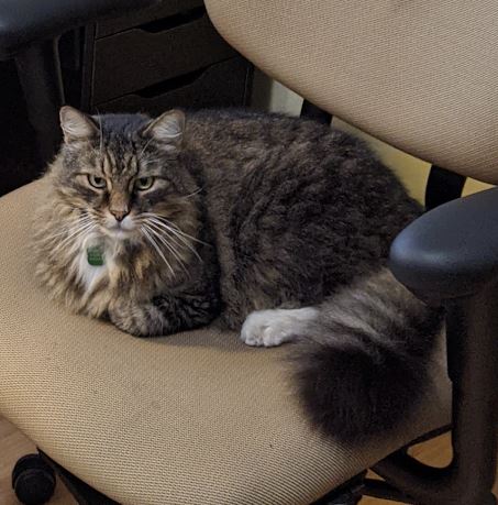Image of Maine Coon, Lost Cat