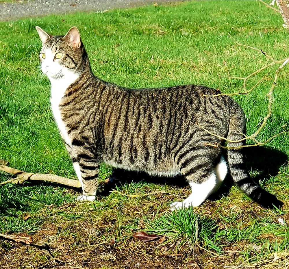 Image of Quinn, Lost Cat