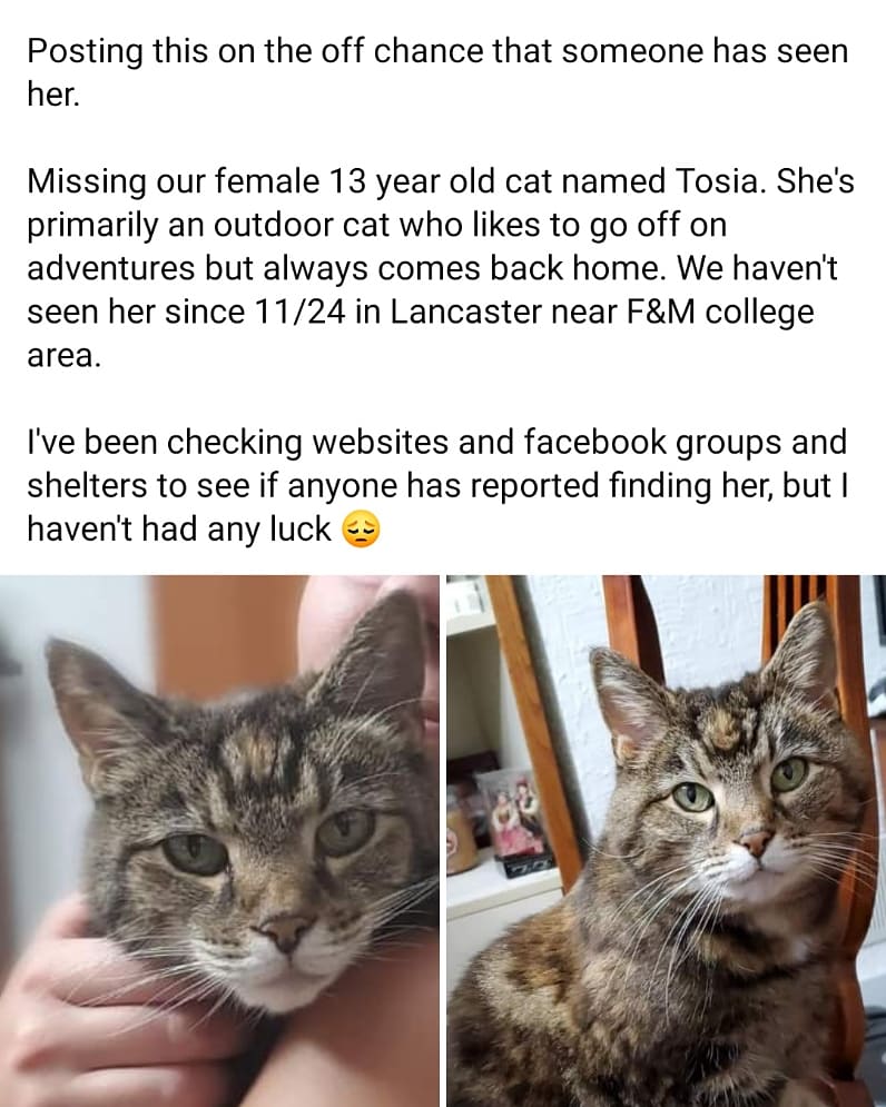 Image of Tosia, Lost Cat