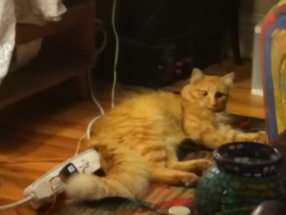 Image of Caboose, Lost Cat
