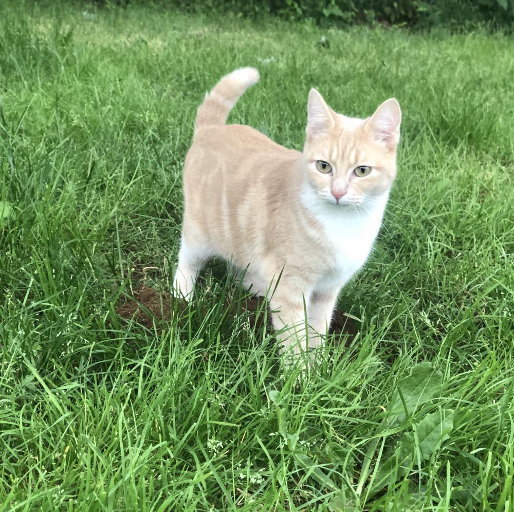 Image of Peach, Lost Cat