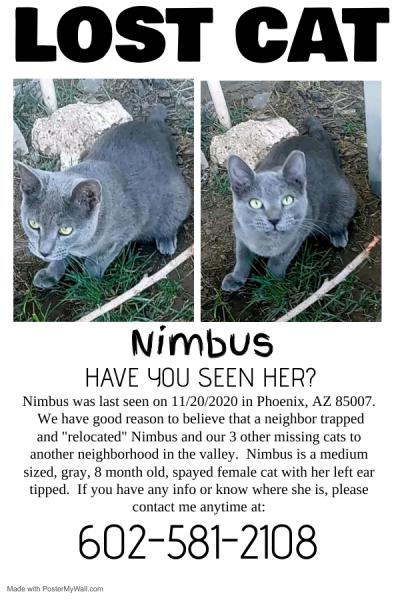 Image of Nimbus, Lost Cat