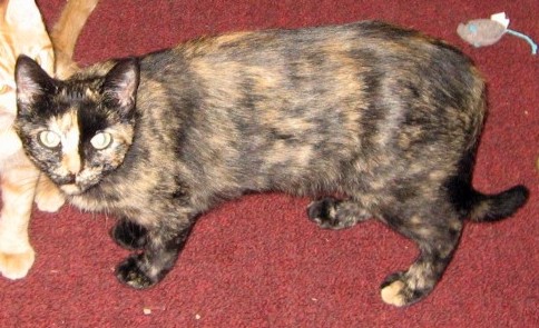 Image of Odri, Lost Cat