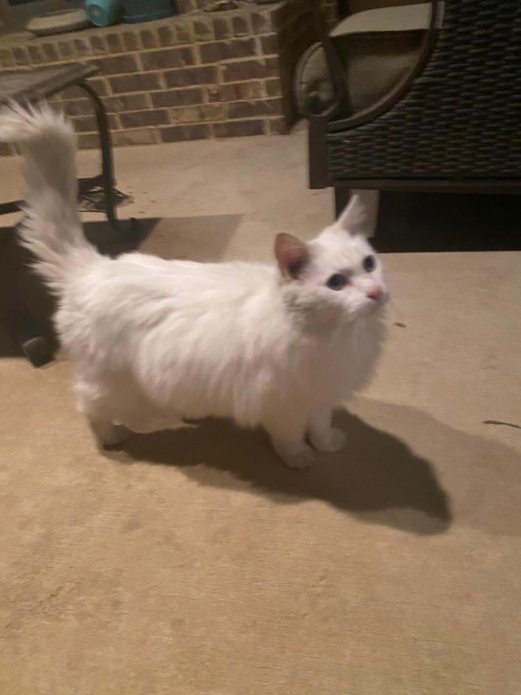 Image of Unknown, Lost Cat