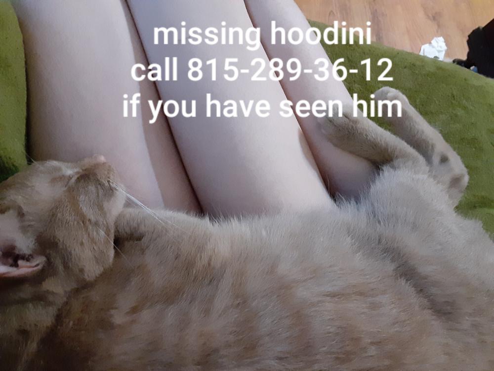 Image of Hoodini, Lost Cat