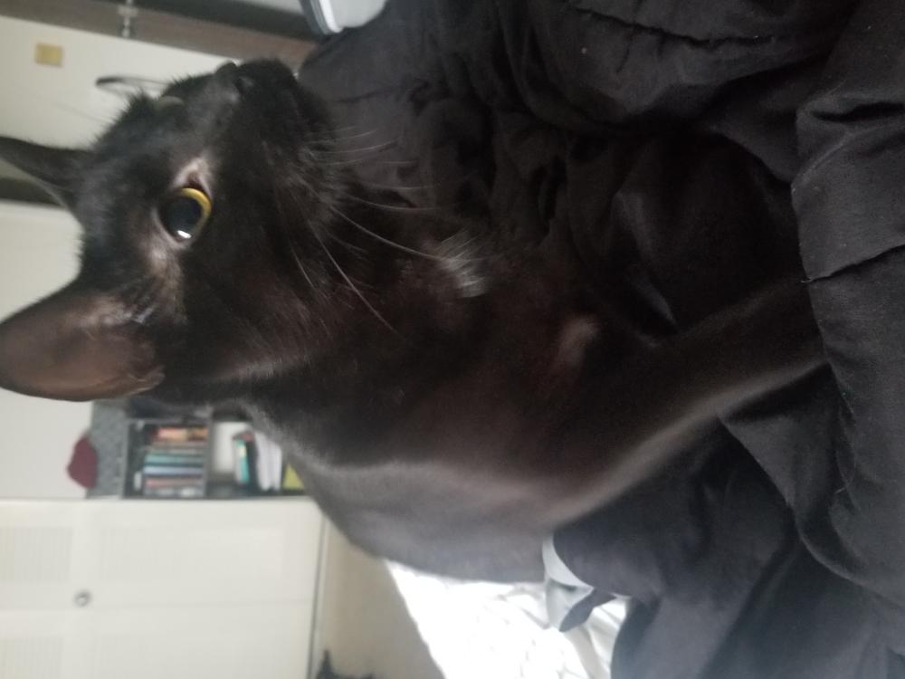 Image of Carbon, Lost Cat
