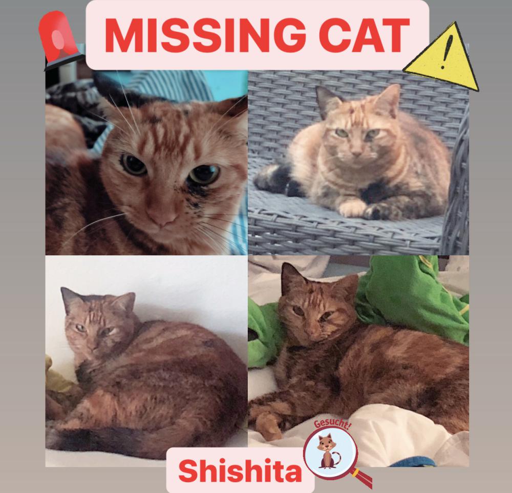 Image of Shisita, Lost Cat