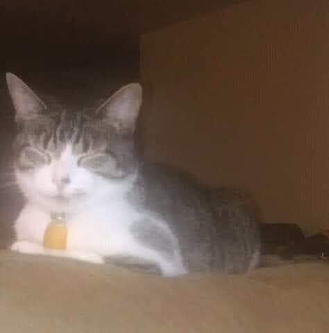 Image of Diamond, Lost Cat