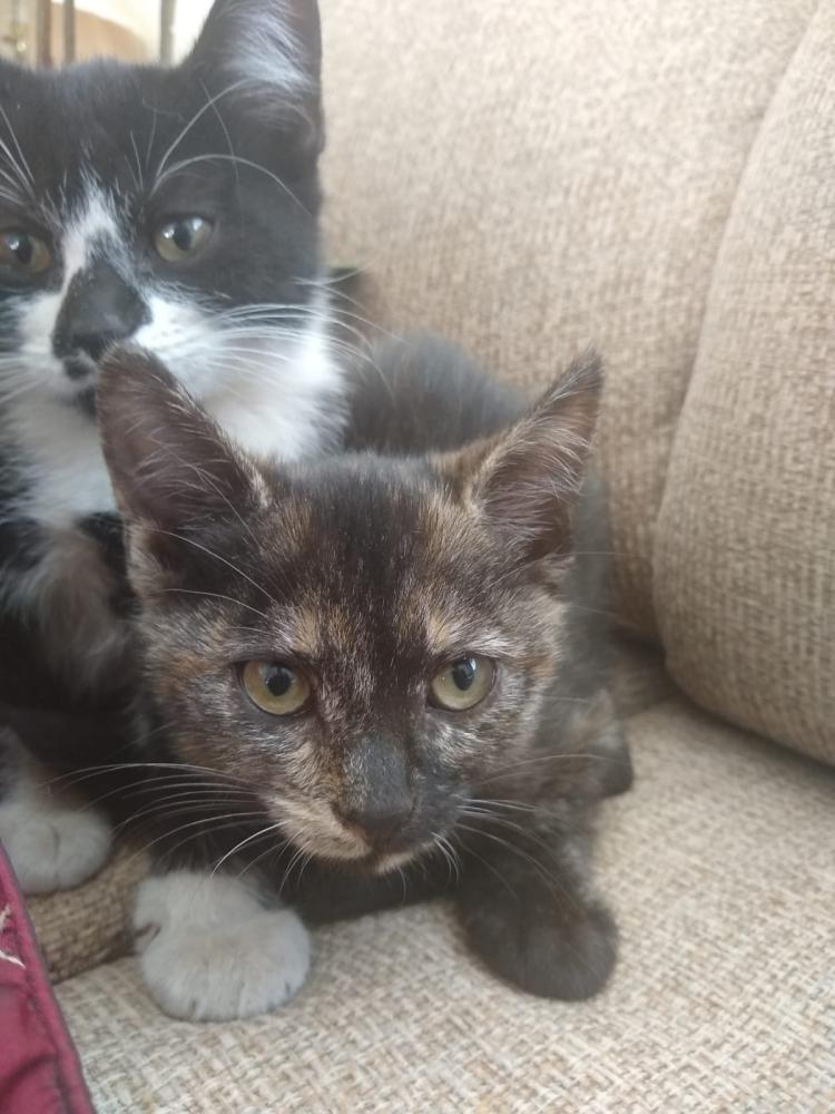 Image of Free  kittens, Found Cat