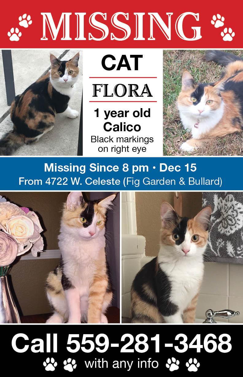 Image of Flora, Lost Cat
