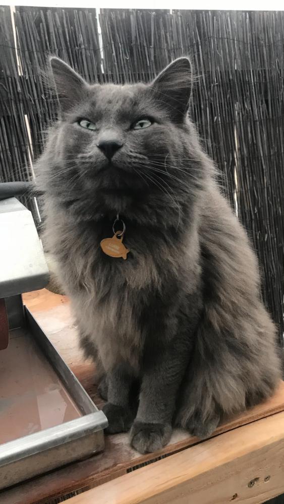 Image of Lucki, Lost Cat