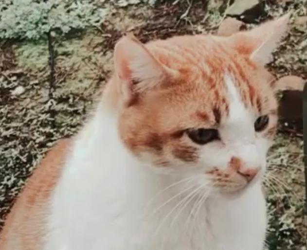 Image of Morti, Lost Cat