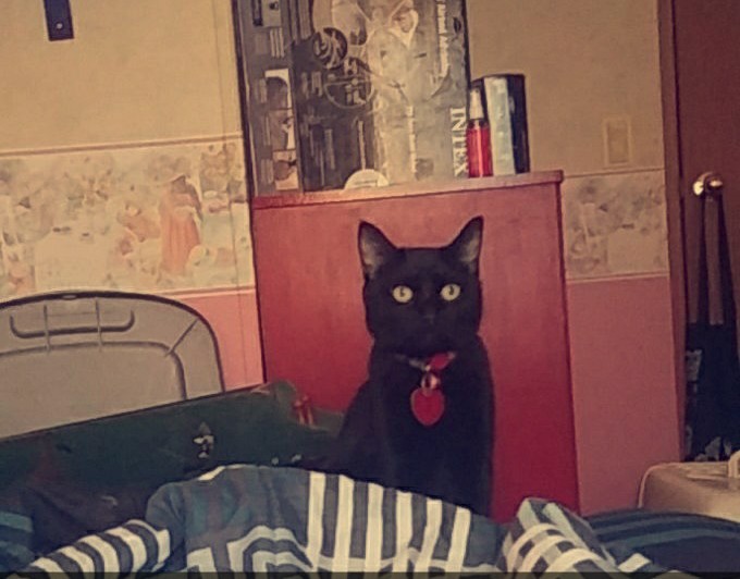 Image of Obsidian, Lost Cat