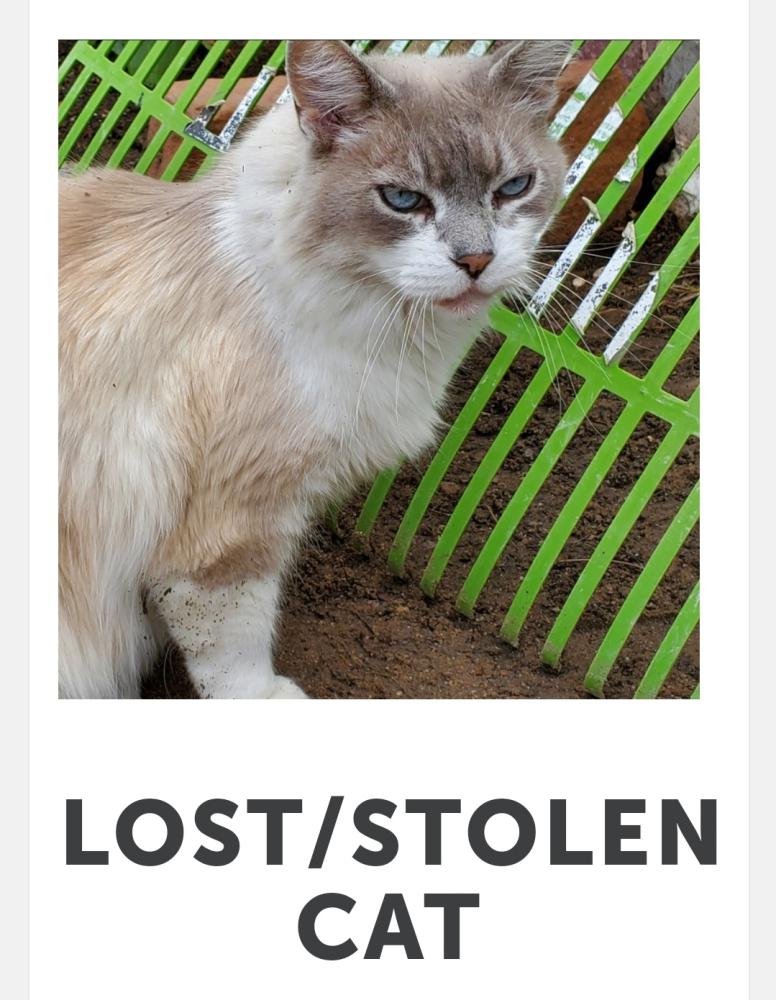 Image of MoonShine, Lost Cat