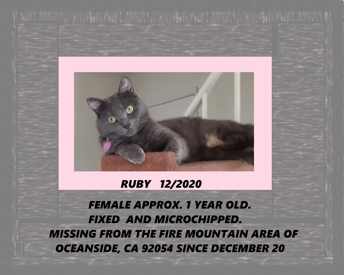 Image of ruby, Lost Cat