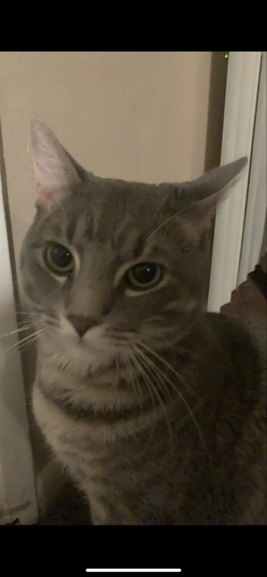 Image of Milo , Lost Cat