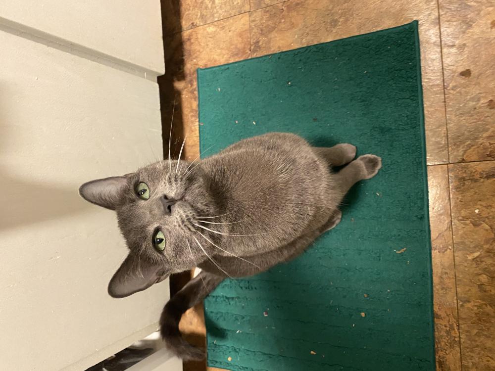 Image of Ivy (Grey), Lost Cat