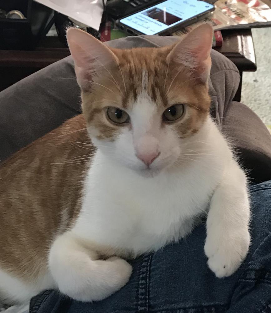 Image of Roto Rooter, Lost Cat