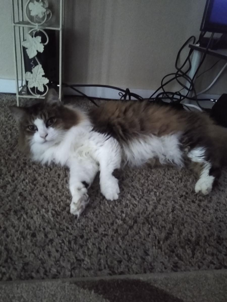 Image of Bigdaddy, Lost Cat