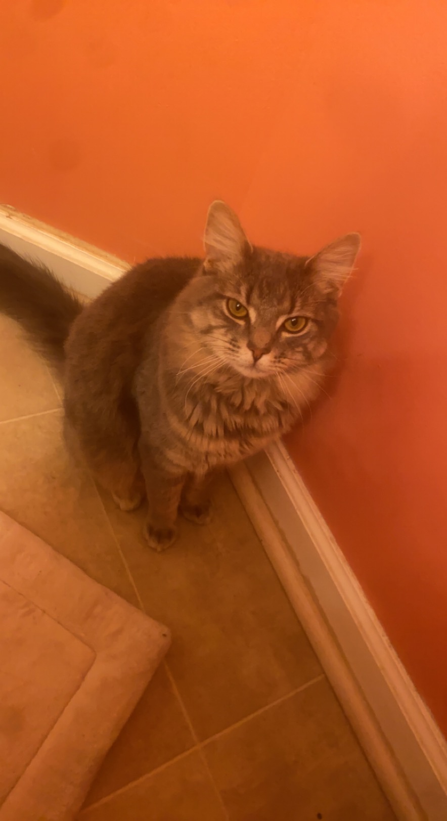Image of ash, Lost Cat