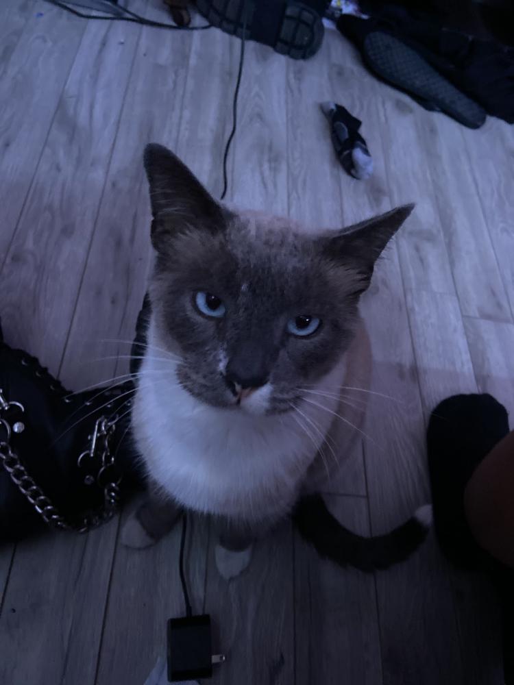 Image of Blu, Lost Cat