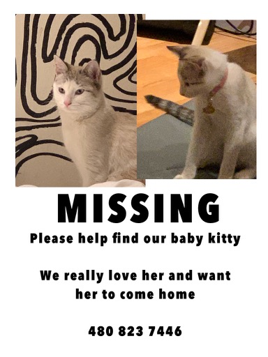Image of Baby, Lost Cat