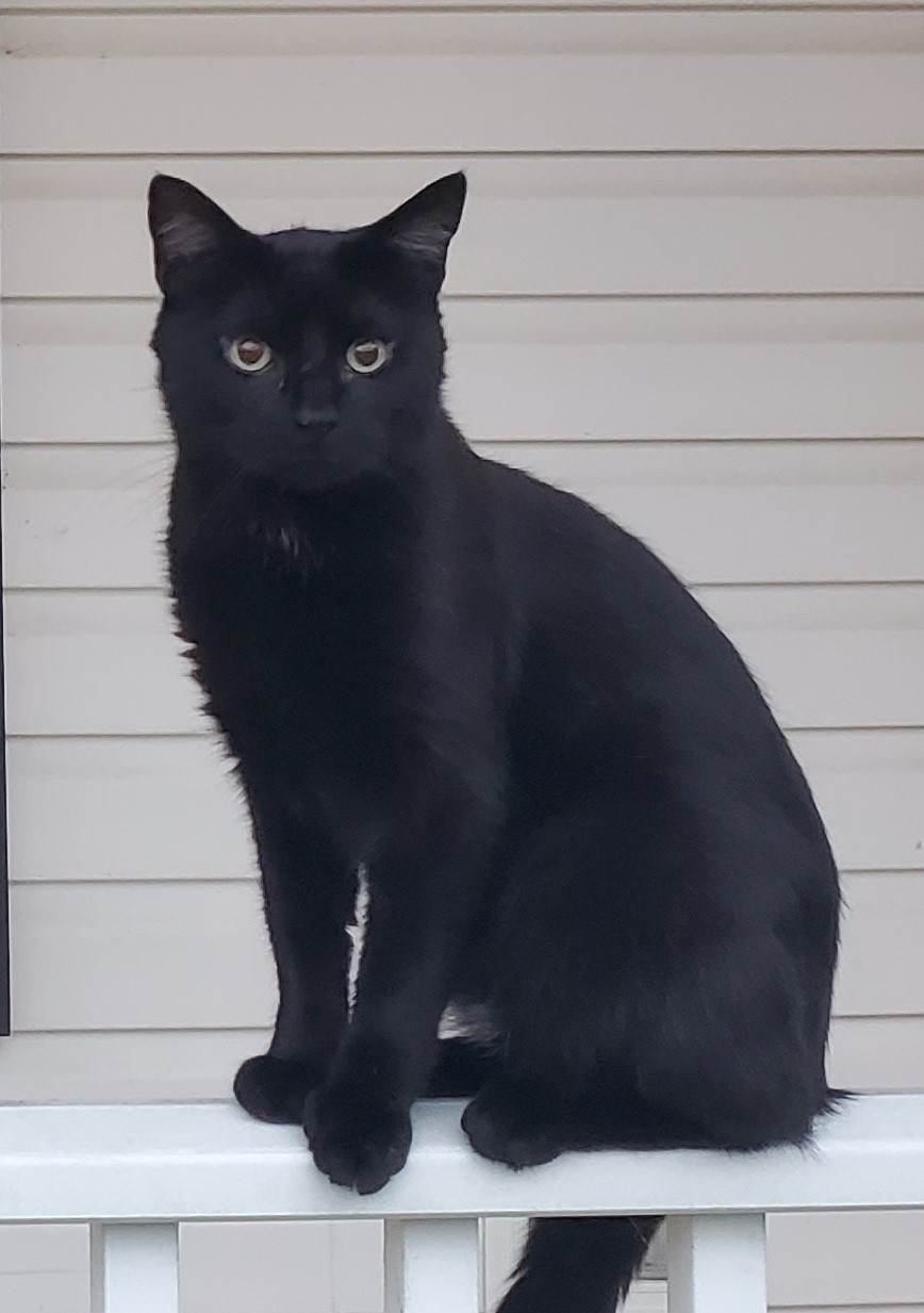 Image of Nightly, Lost Cat