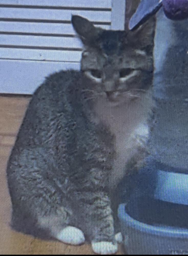 Image of Tom aka Boots, Lost Cat