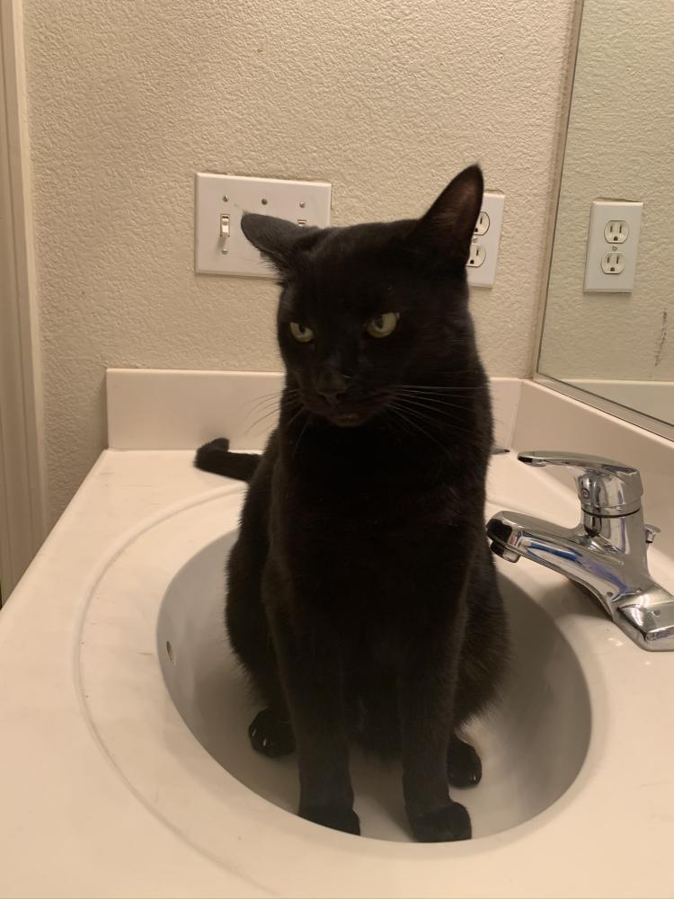 Image of Blackie chan, Lost Cat