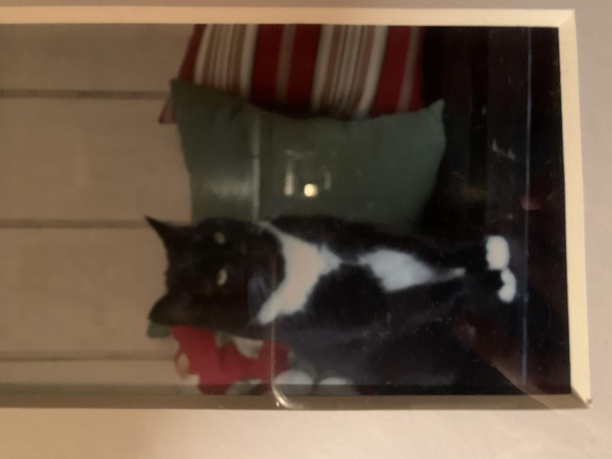 Image of Cash, Lost Cat