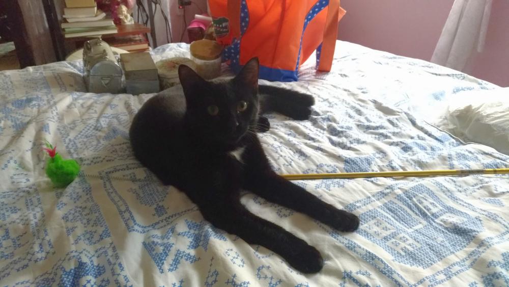 Image of pookie or midnight, Lost Cat