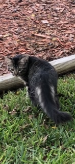 Image of Ryder, Lost Cat