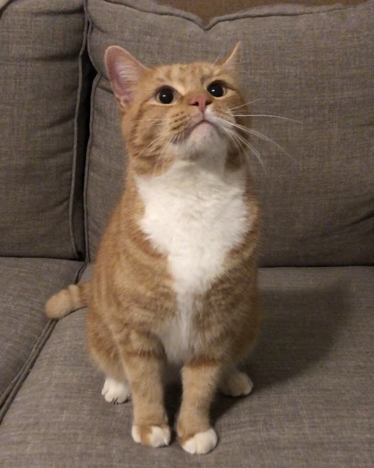 Image of Male Orange Tabby, Found Cat
