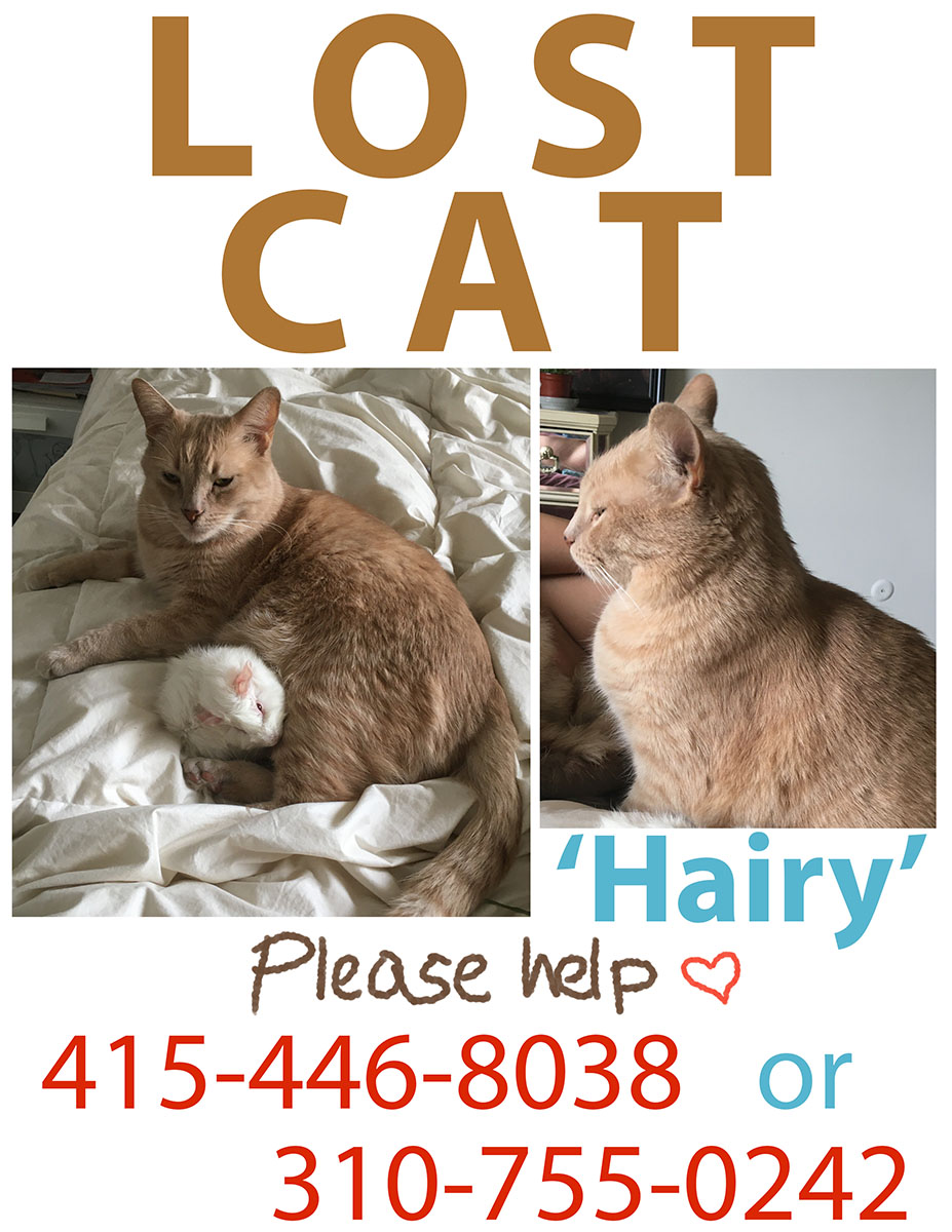 Image of Hairy, Lost Cat