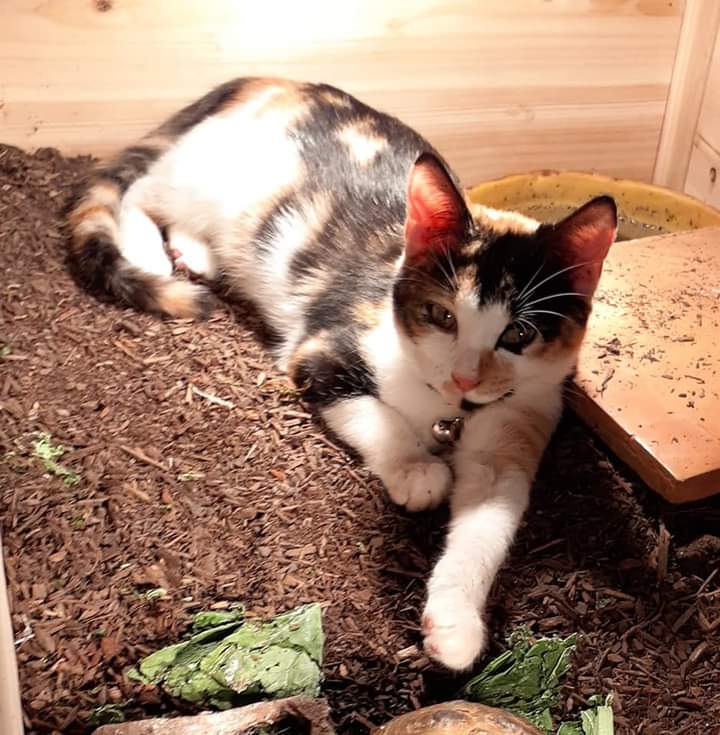 Image of Ellie, Lost Cat