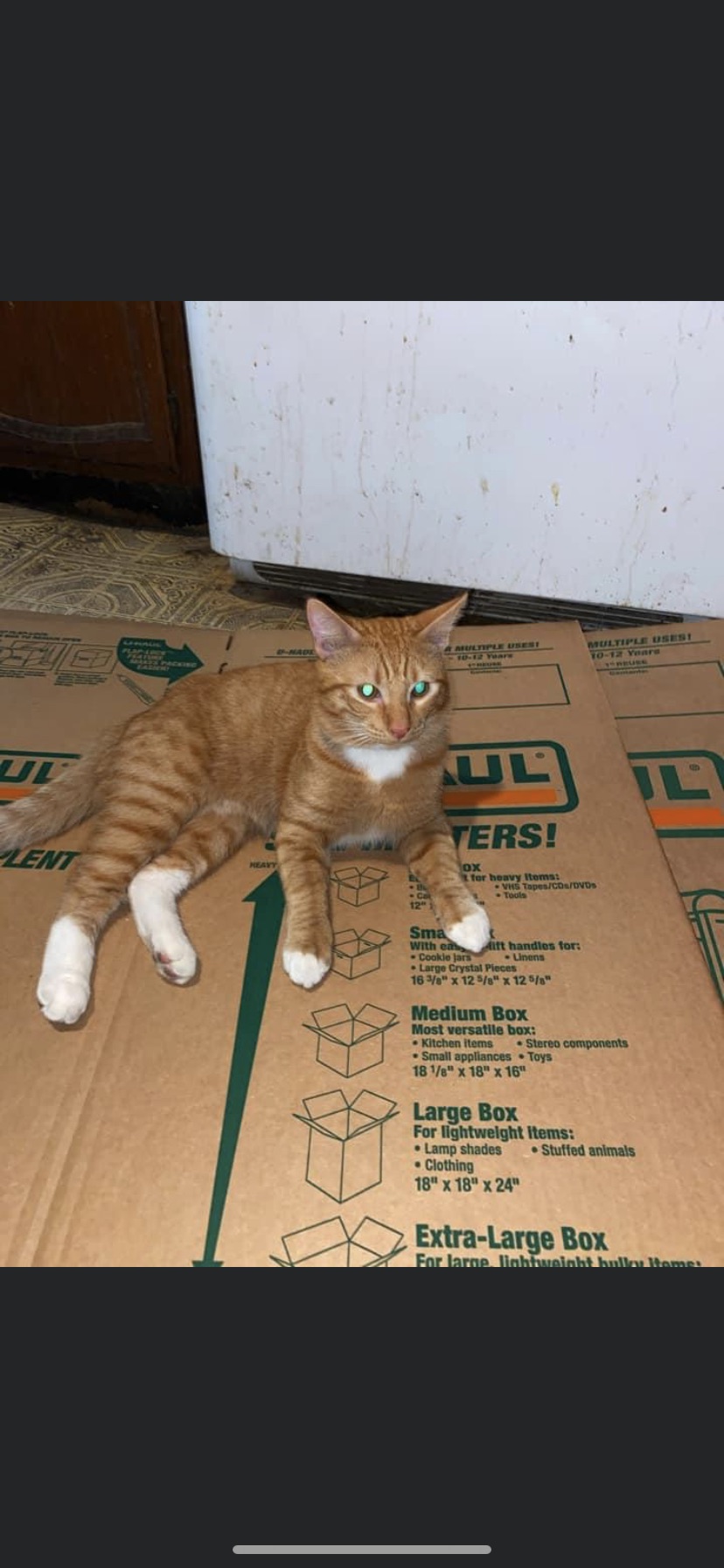 Image of Milo/Nacho, Lost Cat