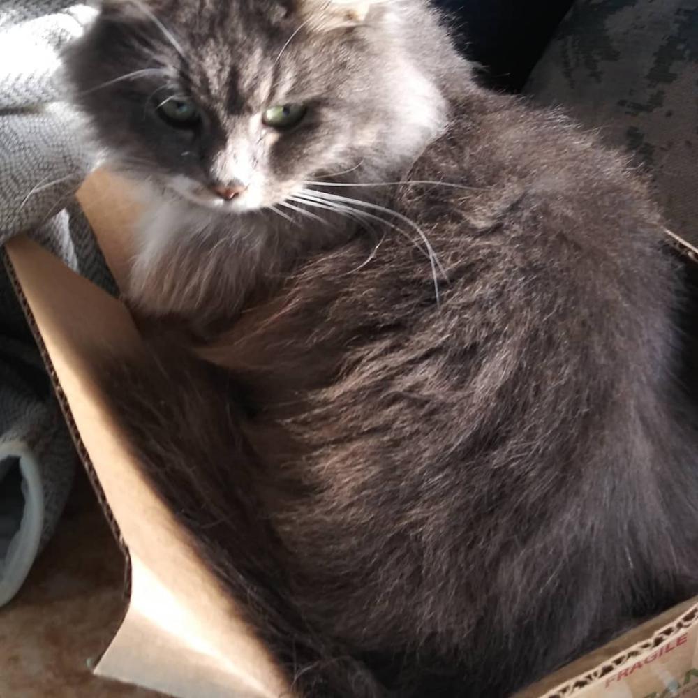 Image of Marina, Lost Cat