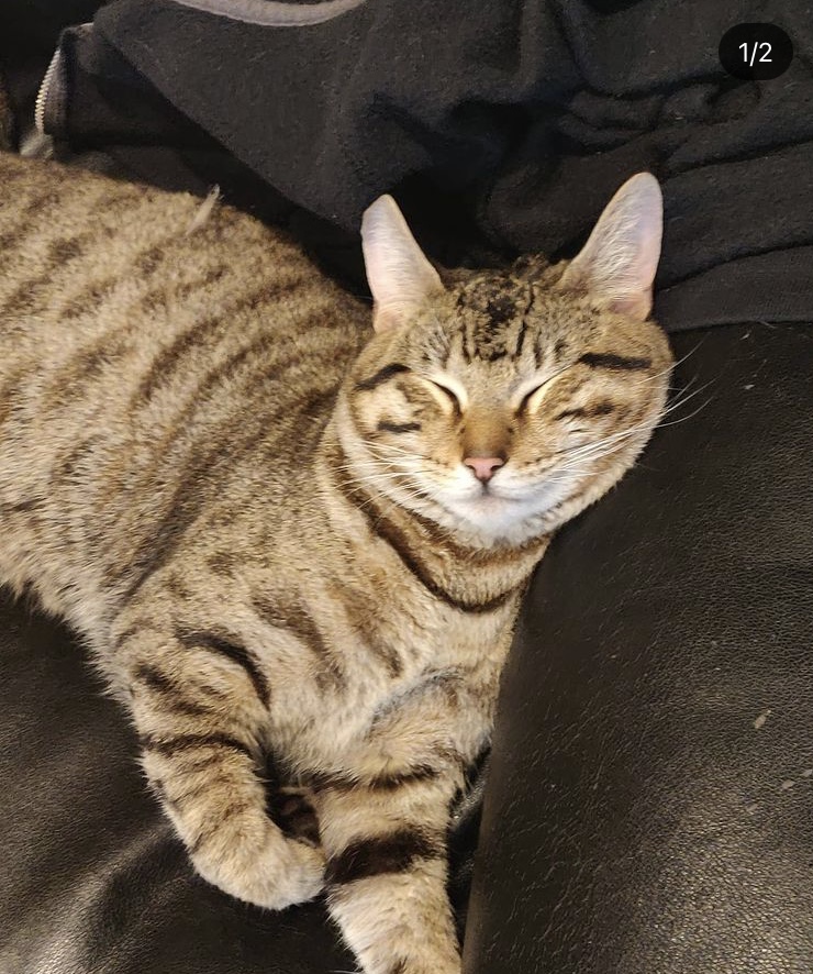 Image of Ronnie, Lost Cat