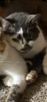 Image of Vi, Lost Cat