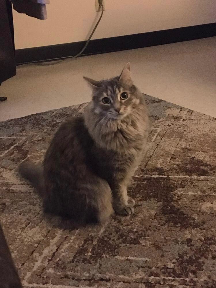 Image of Minette, Lost Cat
