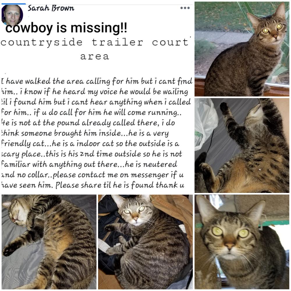 Image of Cowboy, Lost Cat