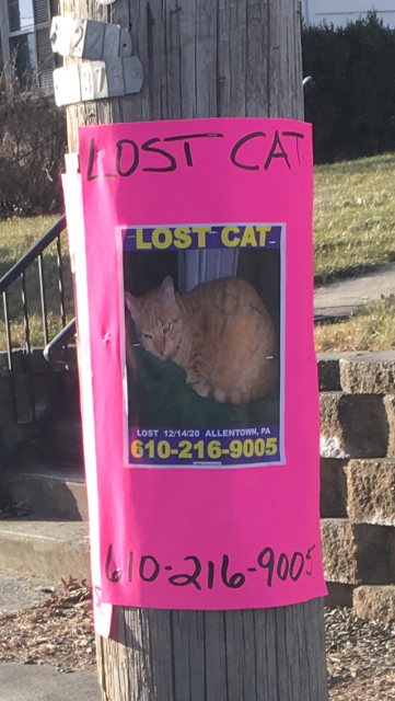Image of Unknown , Lost Cat
