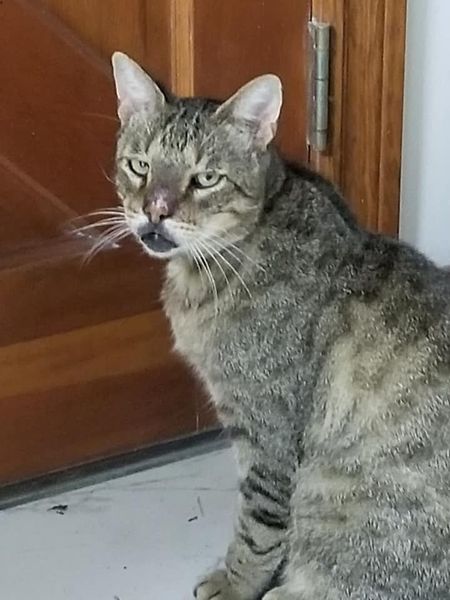 Image of Apollo Ohno, Lost Cat